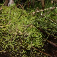 Utricularia graminifolia Vahl